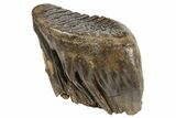 Fossil Woolly Mammoth Molar - Nice Preservation #235035-1